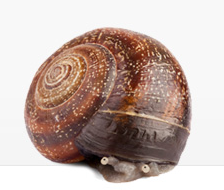 snail in a shell