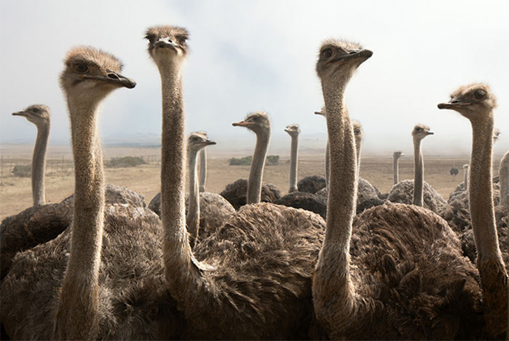 ostriches 