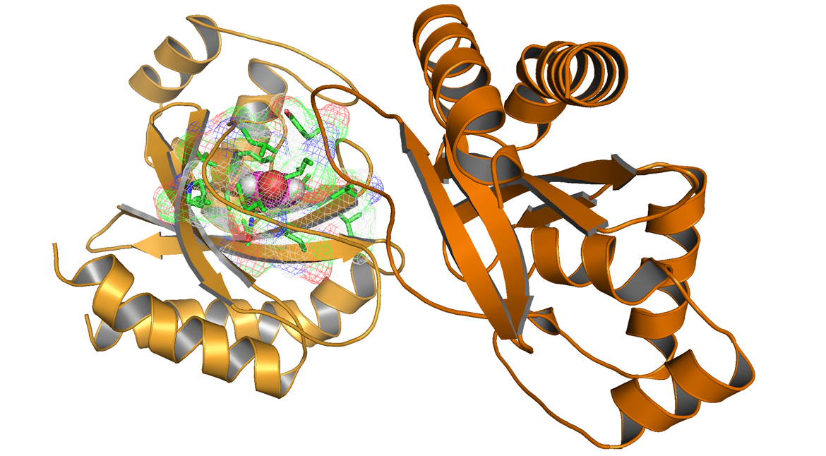 Structural protein research