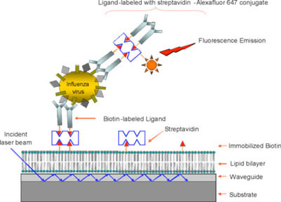 Biosesnor - strain specific detection of influenza viruses using novel synthetic carbohydrate ligands