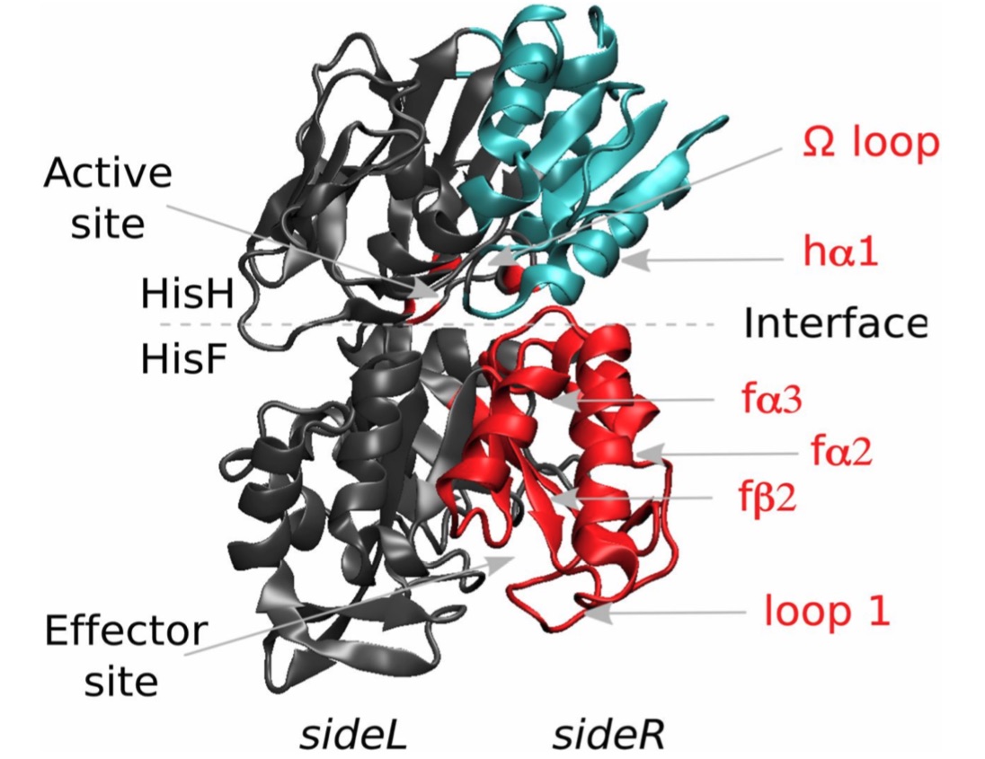 Molecular representation of IGPS. Red labels indicate secondary structure elements that are directly involved in the allosteric regulation. Communities h2 (cyan) and f3 (red) in the sideR of IGPS are also depicted.
