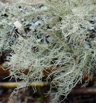 Usnea lichens 