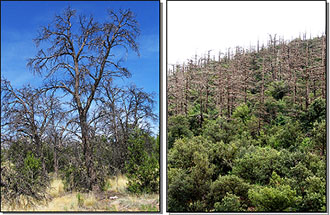 Examples of mortality of taller trees and survival of shorter trees