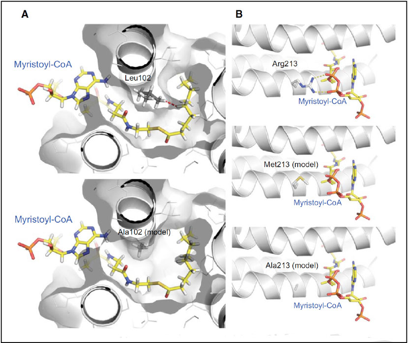 Structure analysis reveals putative approaches for rational design of E. coli 