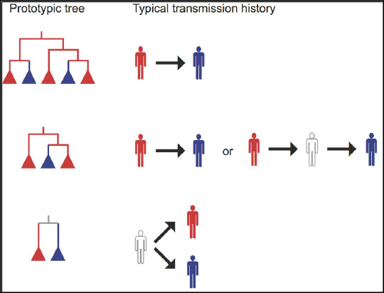 A typical phylogeny that is expected from direct transmission, indirect transmission, and transmission from a common source