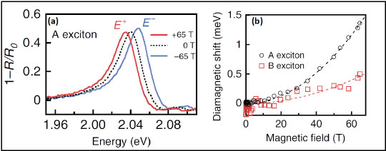 Figure 4. (a) The measured energy shift of the fundamental exciton peak at  ± 65 T in monolayer WS2 (from reflection spectroscopy). In addition to the splitting (which reveals magnetic moment), the average peak position reveals (b), the quadratic diamagnetic exciton shift, from which the exciton radius is directly inferred (1.53 nm for the “A” exciton).