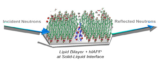 schematic of human IAPP interactions with a DOPG lipid bilayer