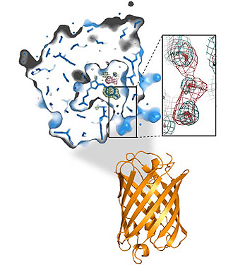 x-ray and neutron structures of a new photoswitchable chromoprotein