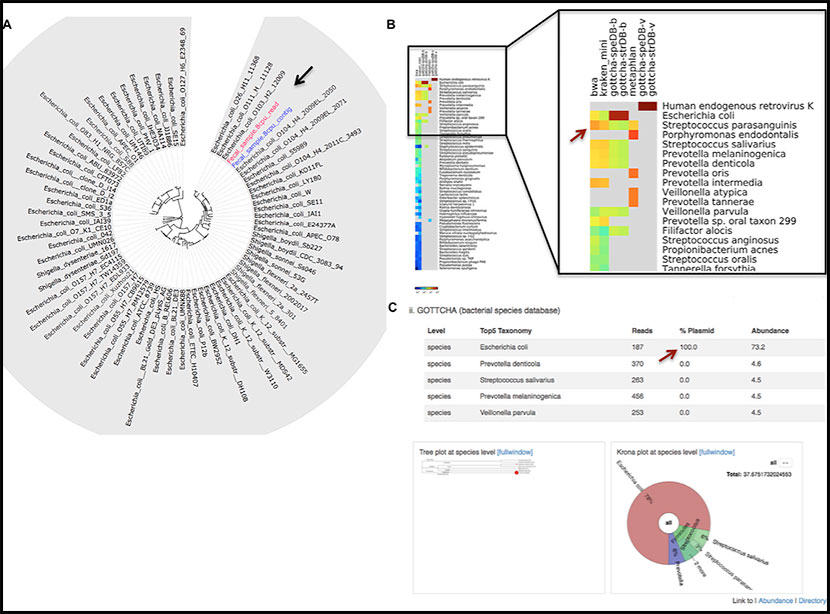 Phylogenetic and taxonomic analysis of human clinical samples