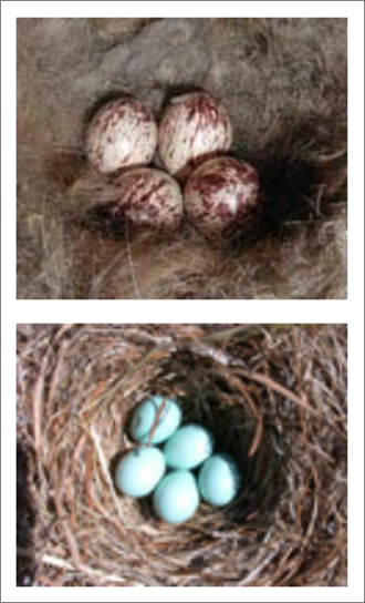 Photo. Top: Ash-throated flycatcher eggs. Bottom: Western bluebird eggs.