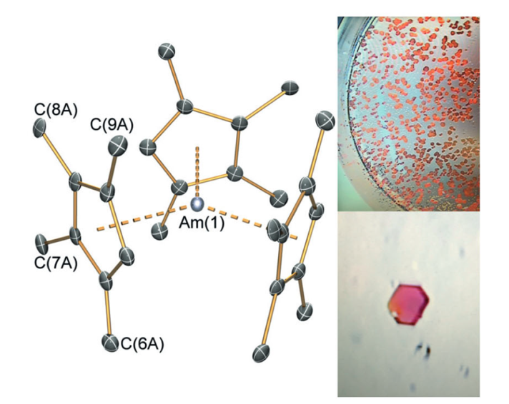Left: Molecular structure of the americium complex studied. Right: Crystals grown to help determine the structure of the molecule.