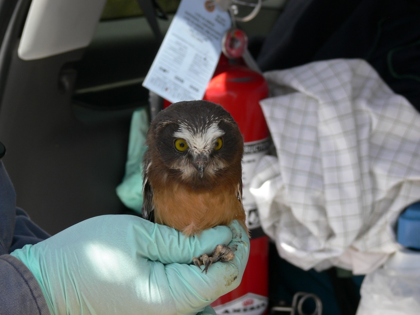 The researchers sampled both captive and wild birds to compare sialic acid results. Pictured here is a Northern Saw-Whet Owl.