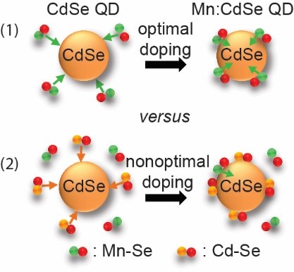 During “optimal” doping (1), incorporation of Mn occurs solely via addition of Mn-Se units, while in the “nonoptimal” case (2), it competes with unwanted addition of Cd-Se units.