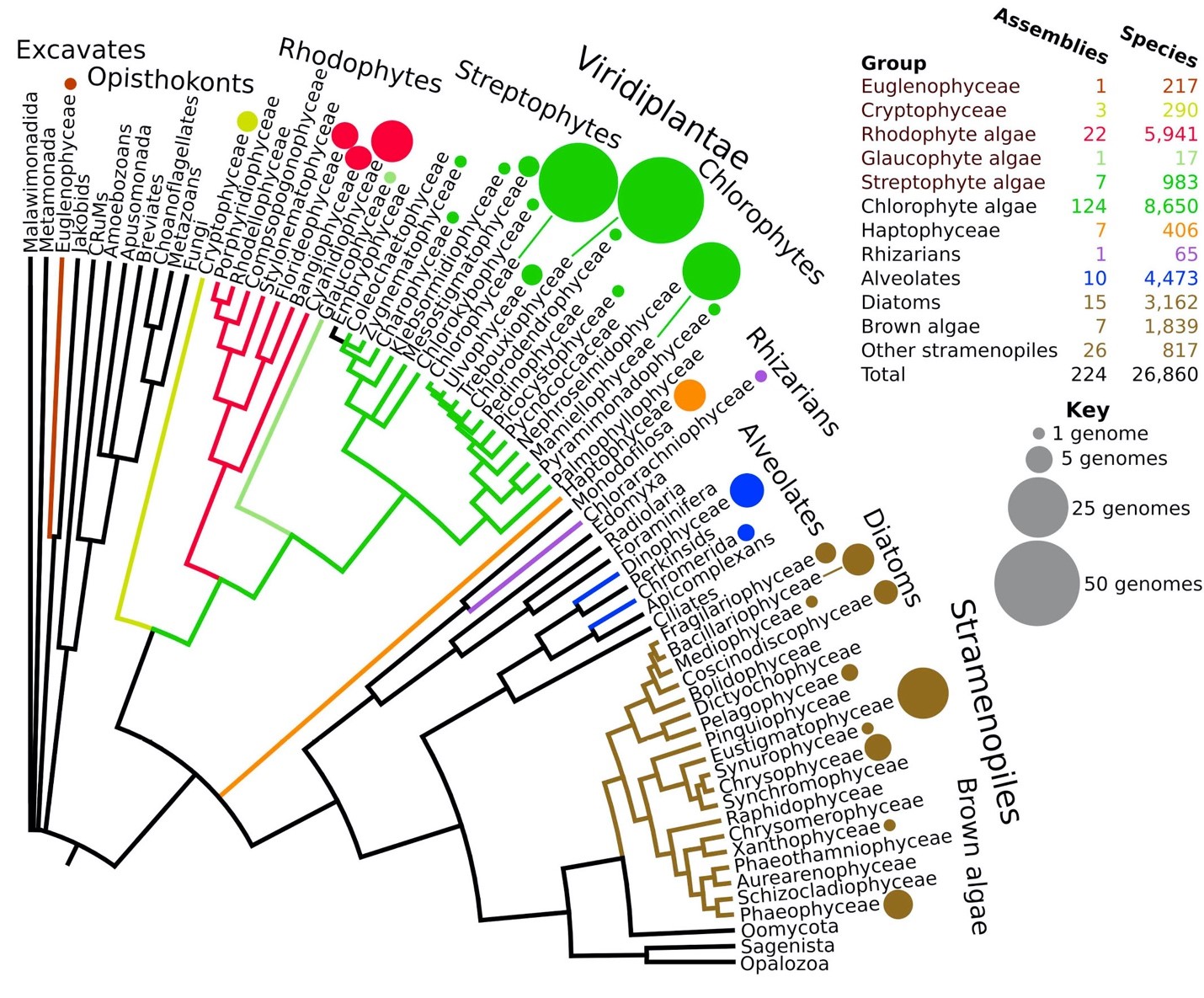 Species distribution of assembled algal genomes showing classes of algae and major groups of non-algae based on recent phylogenomic analyses and reviews. 