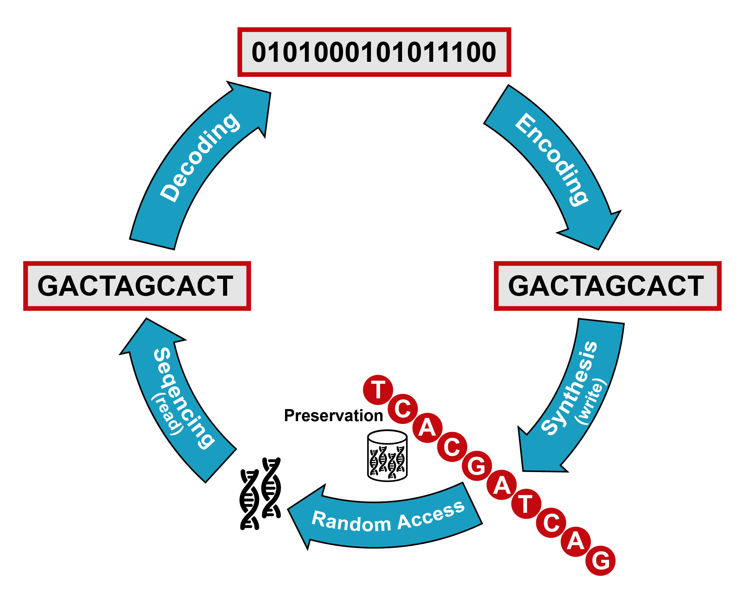 An illustration demonstrating using DNA as physical media in a molecular information storage system.